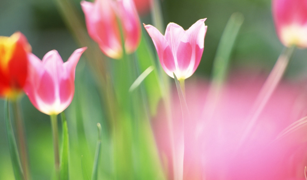 красивые тюльпаны