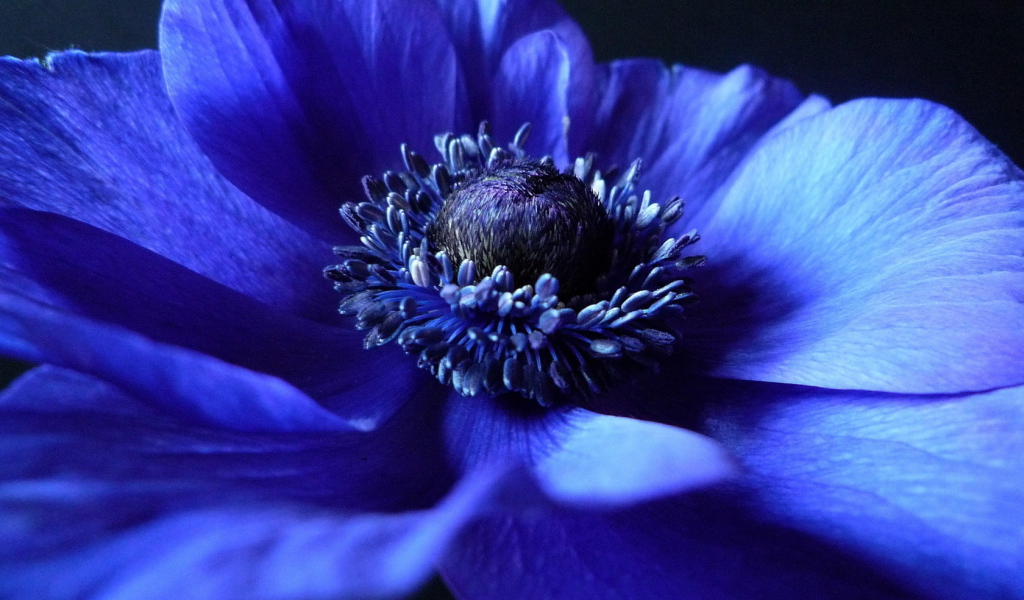 Синий Анемон
