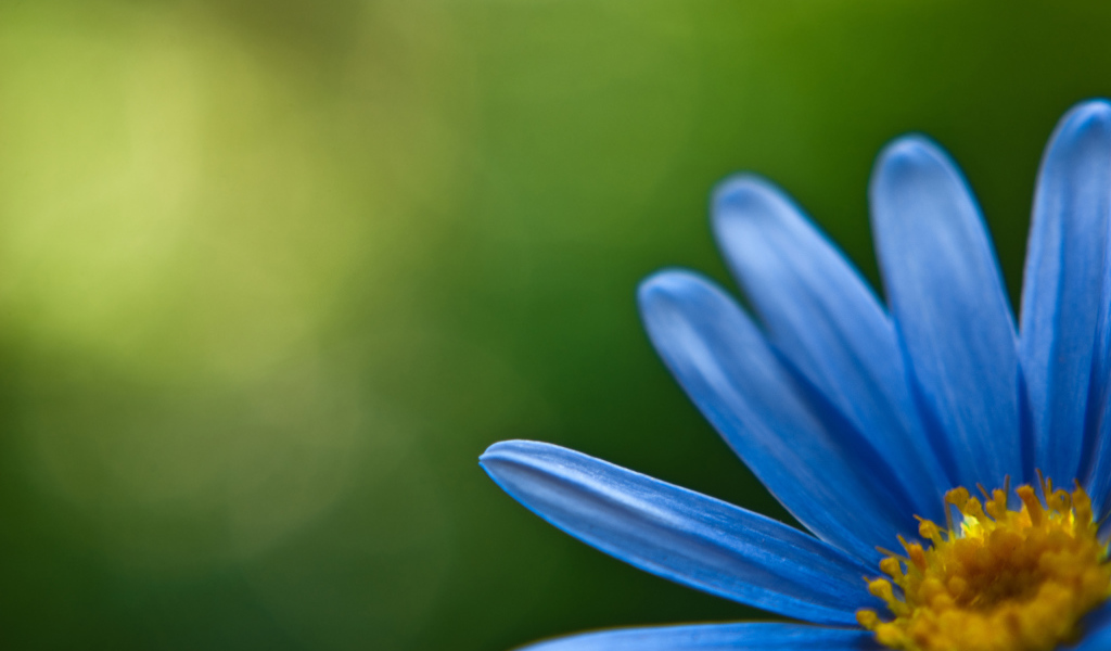Голубой цветок
