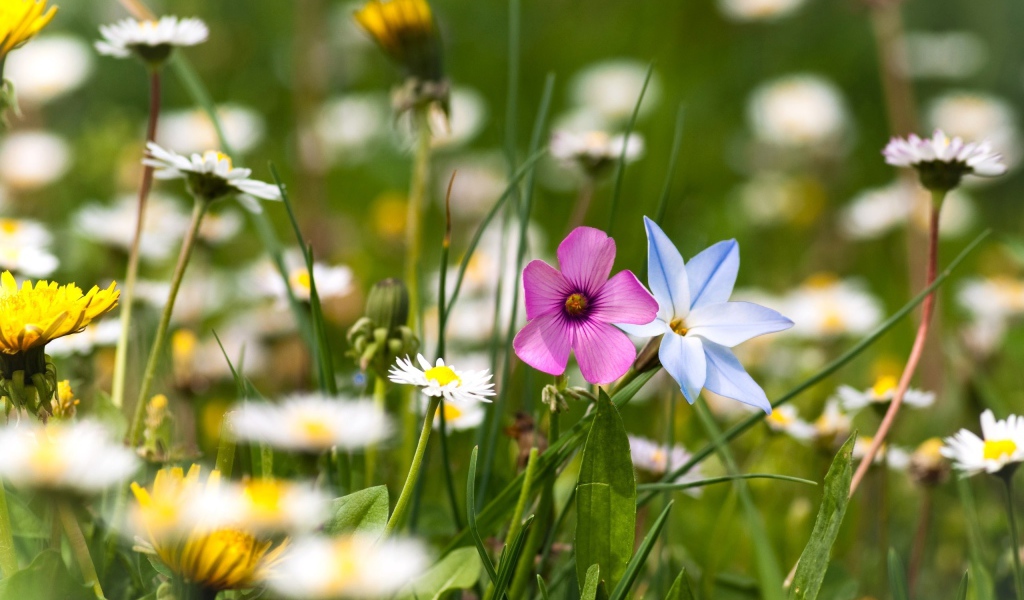 Цветы полевые