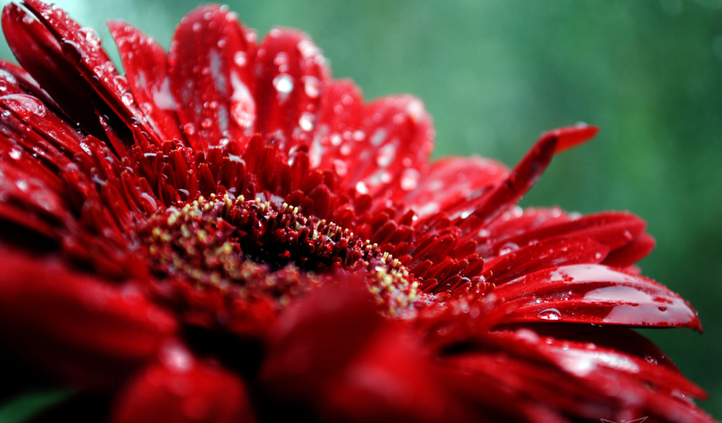 макро Гербера