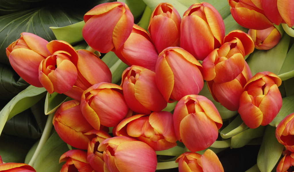 Красные тюльпаны