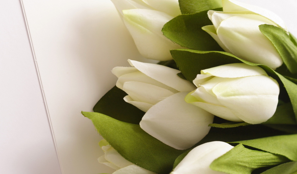 Белые тюльпаны