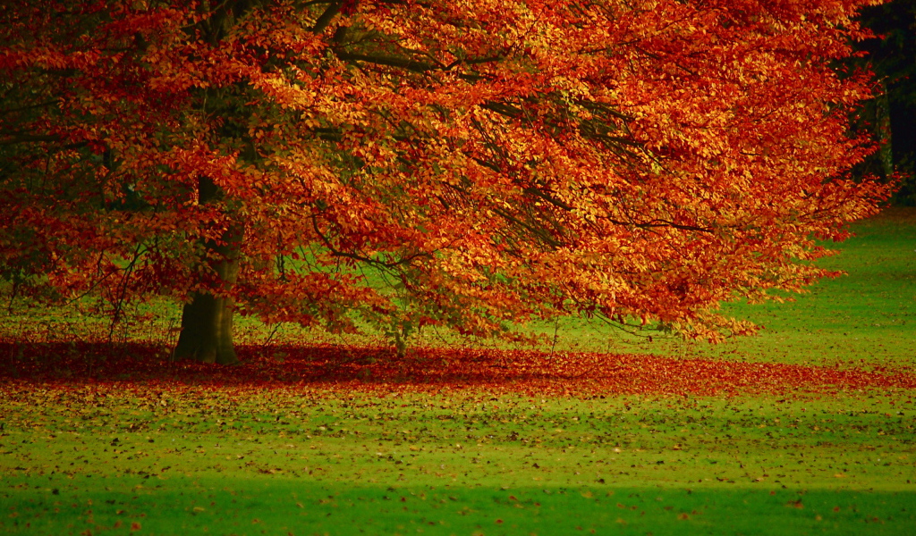 Осенняя листва