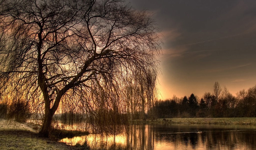 Осеннее дерево у реки