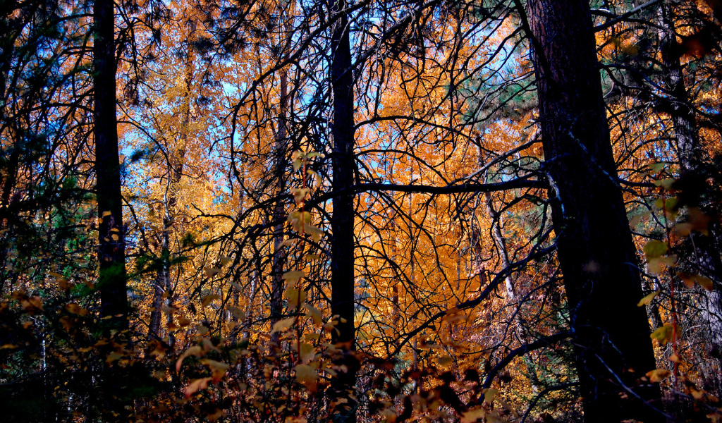 Осенние деревья