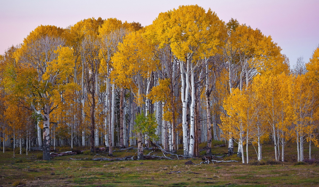 Березовый лес