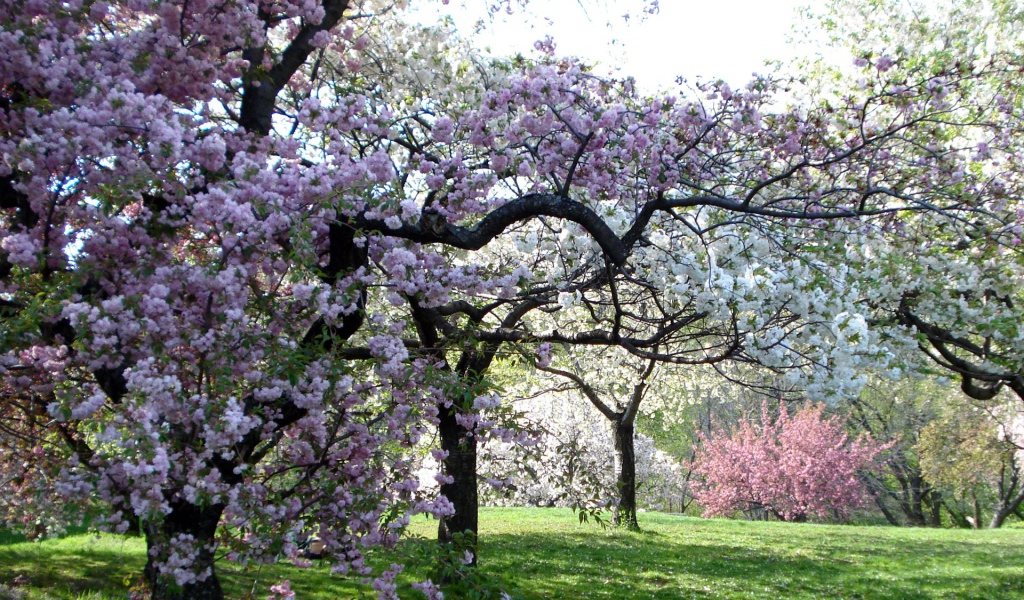 Цветущий сад