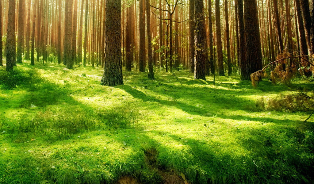 Хвойный лес