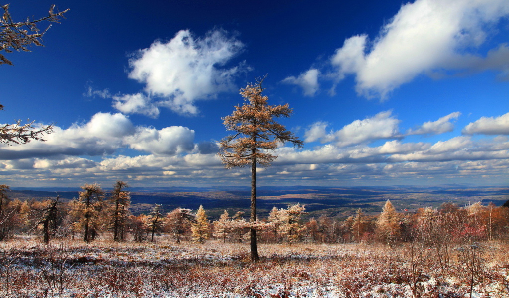 Хвойный лес