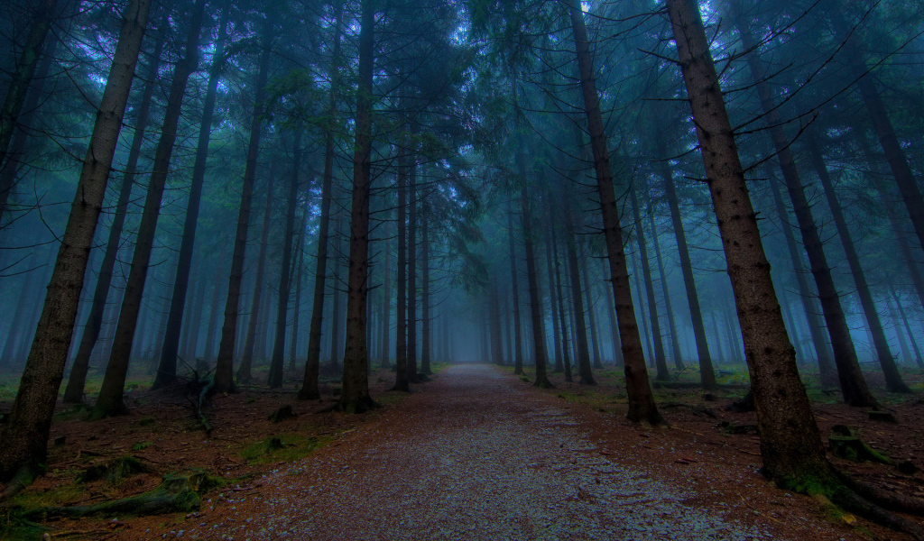 Хвойный лес