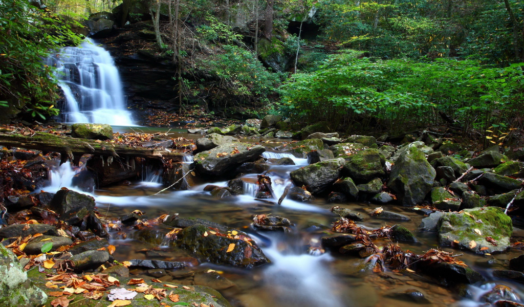 Ручей в чаще леса