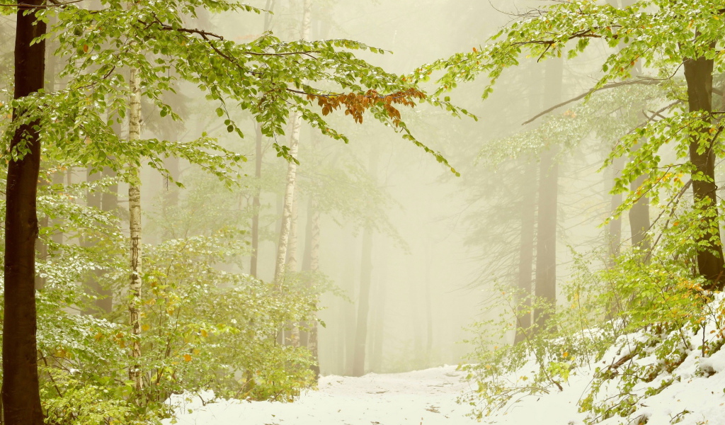 Ранний снег