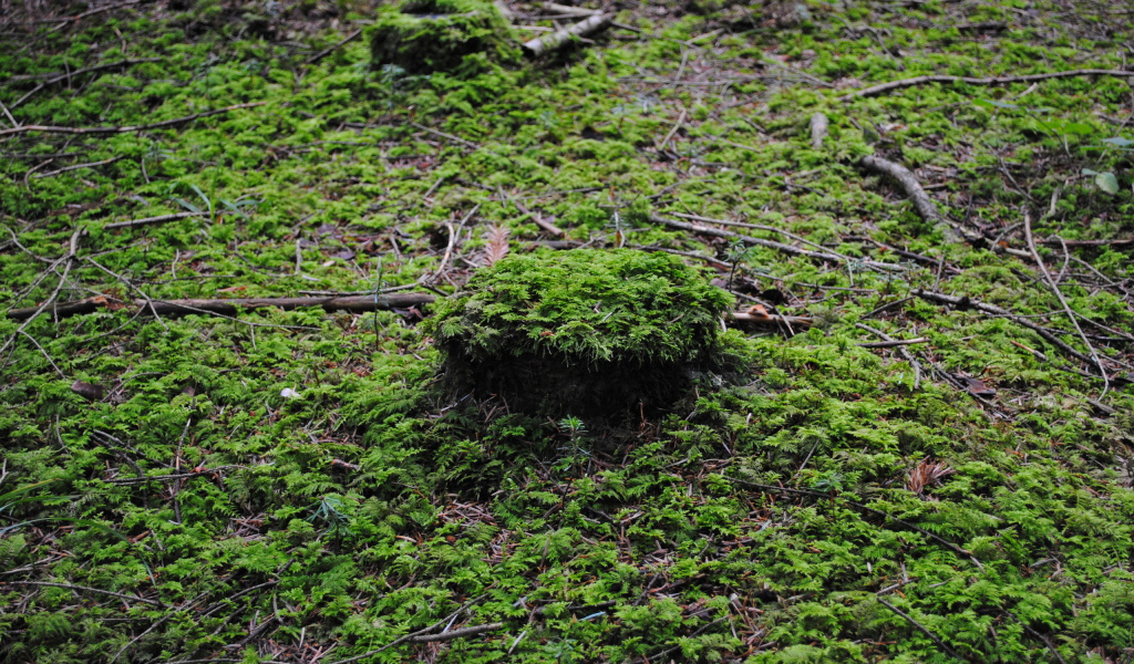 Лесной покров