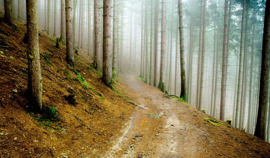 В сосновом лесу