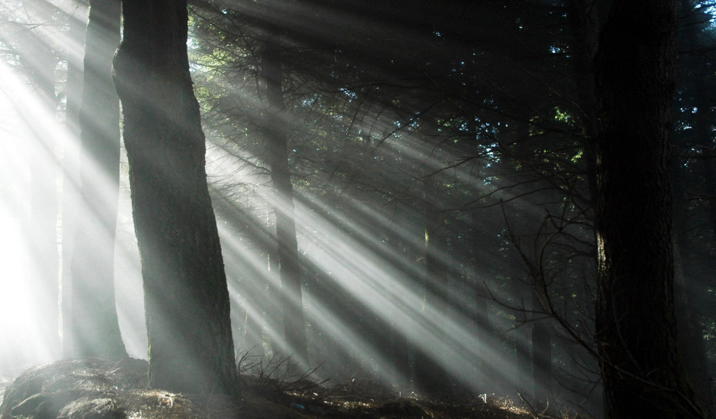 Свет через деревья