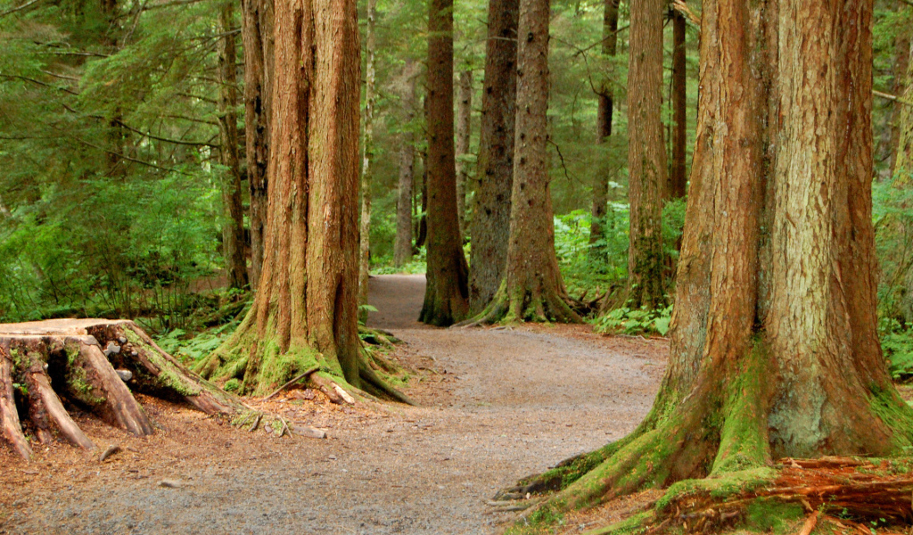 Национальный Лес