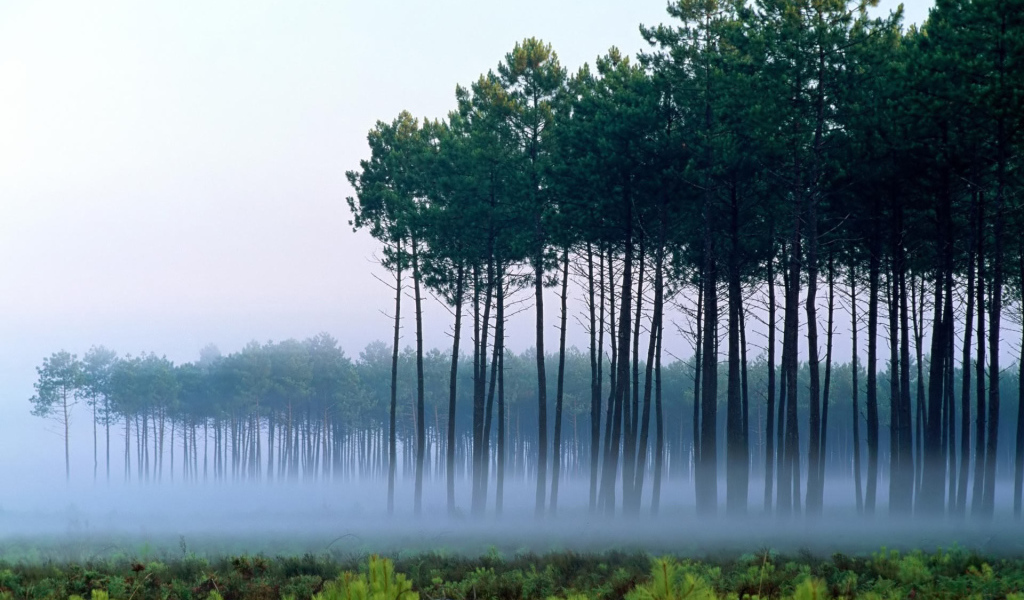 Сосны среди тумана