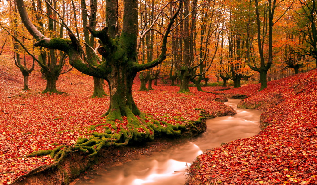 Красный лес