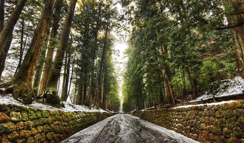 Дорога в лесу