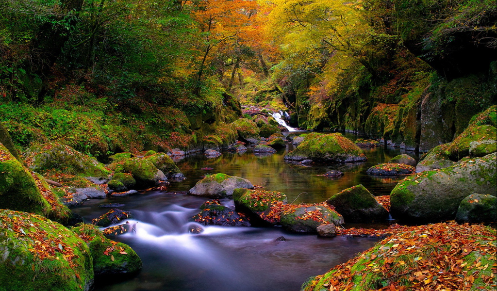 Ручей в лесу