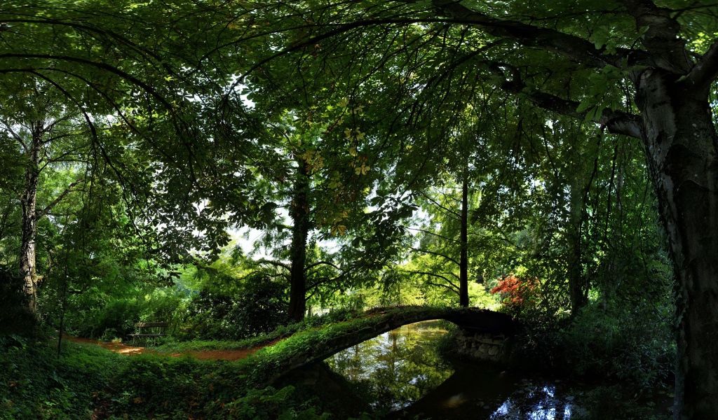 Лето Отдых в лесу