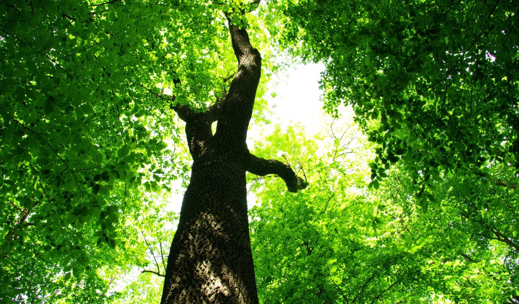Царство зелени