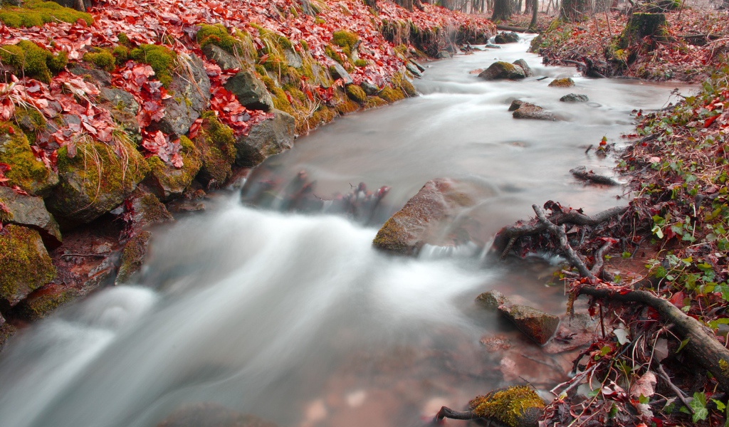 Лесная река