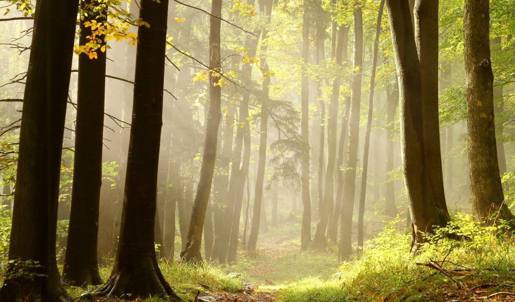 Тропа в лучах солнца