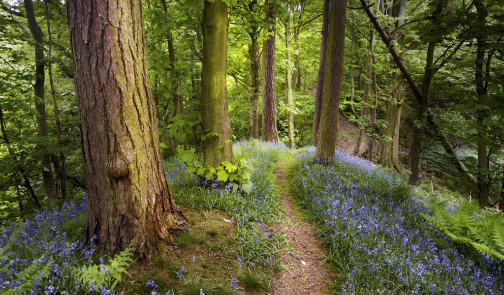 Лес как в сказке