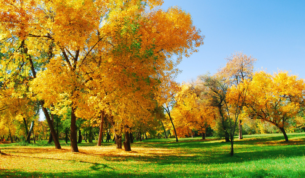 Пожелтевшие деревья