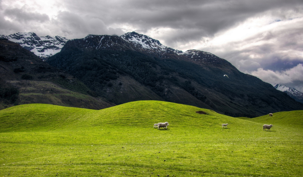 Высокогорное пастбище