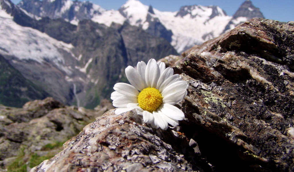 Ромашка в горах