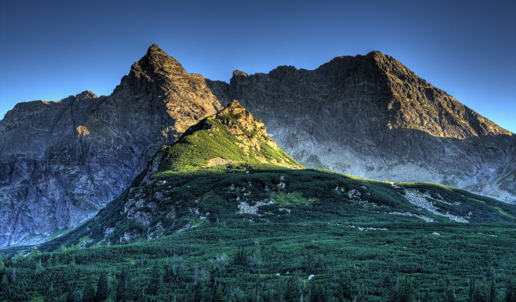 Лес в горах