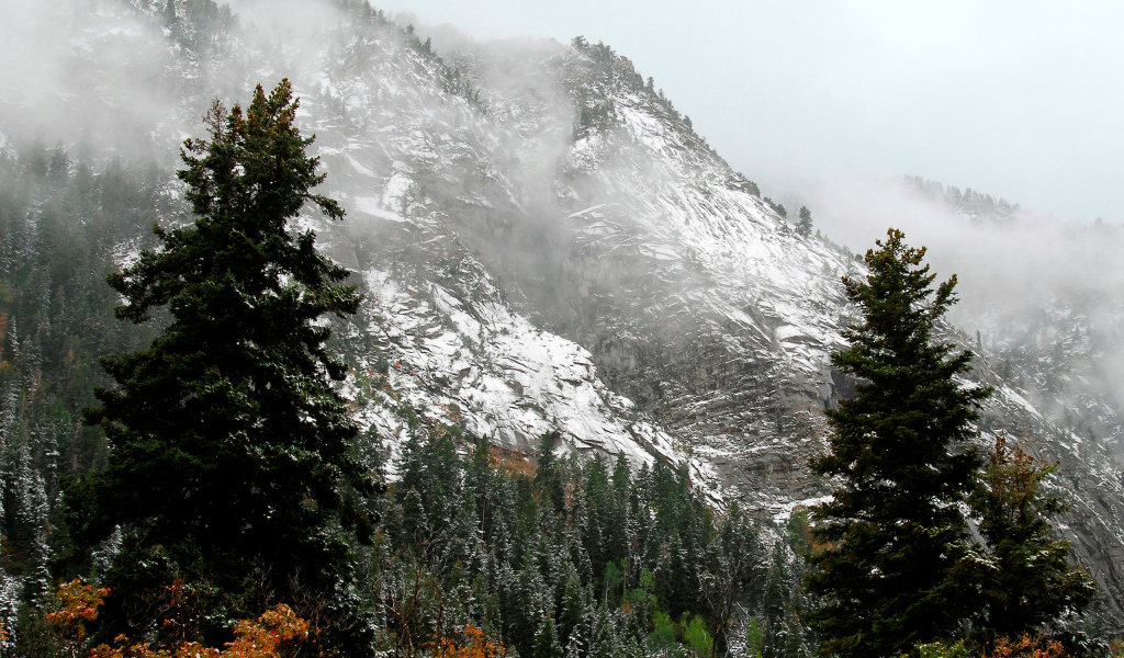Лес на горных склонах