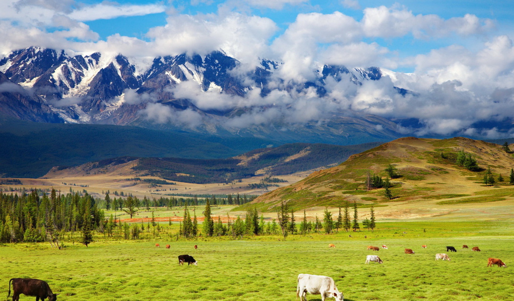 Пастбище у подножия