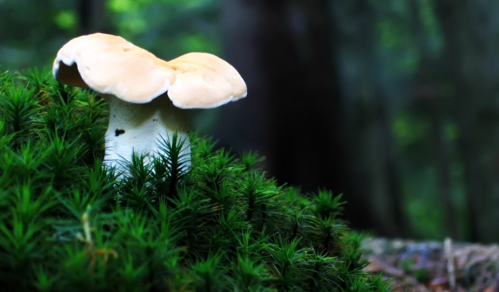 Одинокий гриб