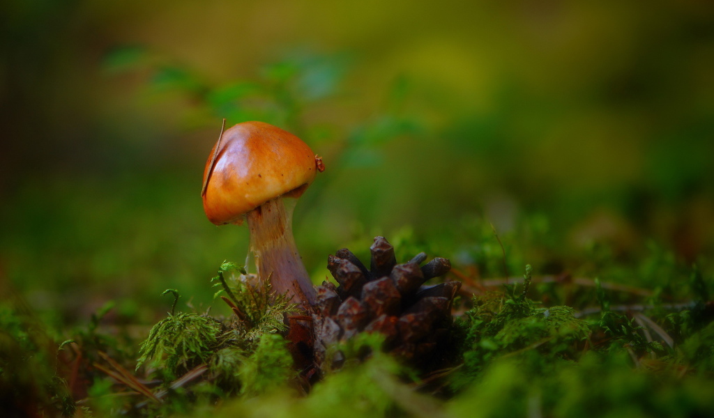 Гриб и шишка