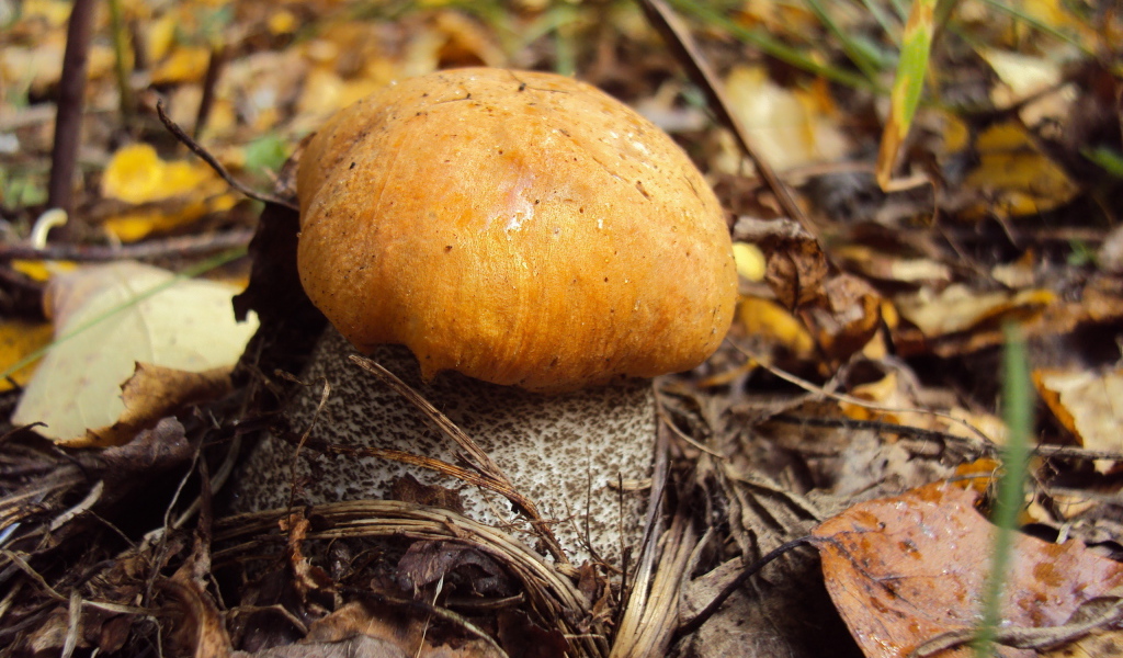 Подосиновик