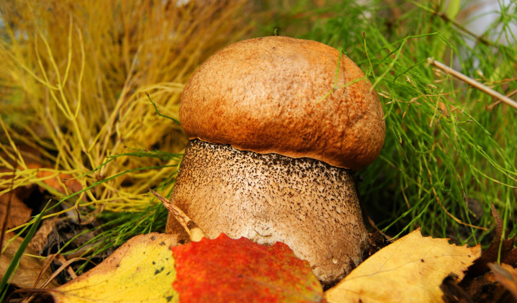 Толстенький грибочек