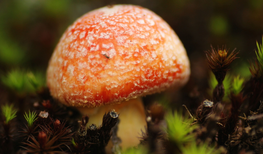 Маленький мухомор