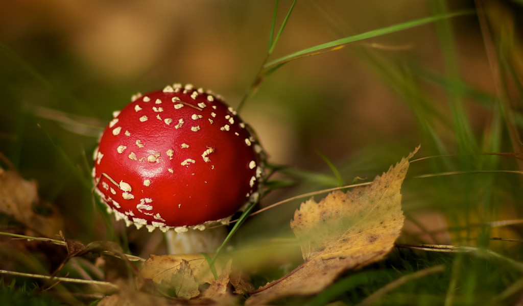 Маленький мухомор