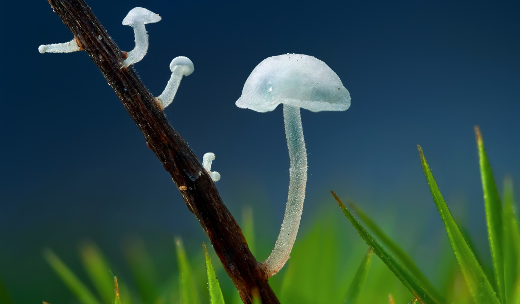 Прозрачные грибочки