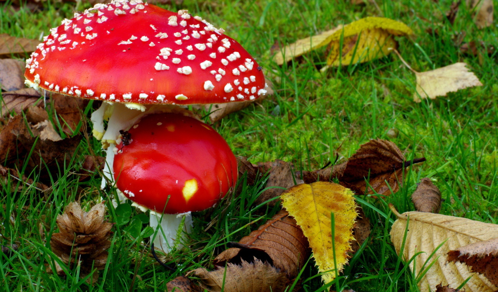 Два мухамора