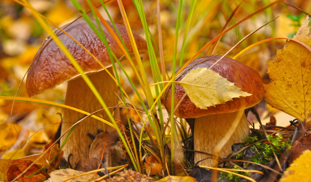 Белые грибы