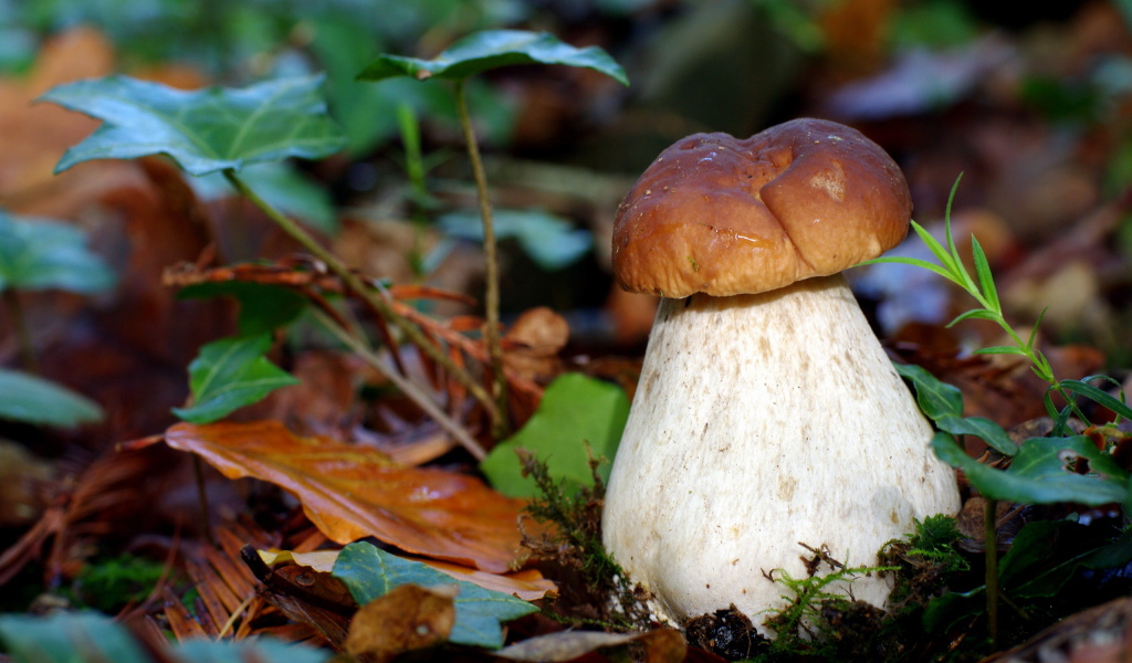 гриб Боровик