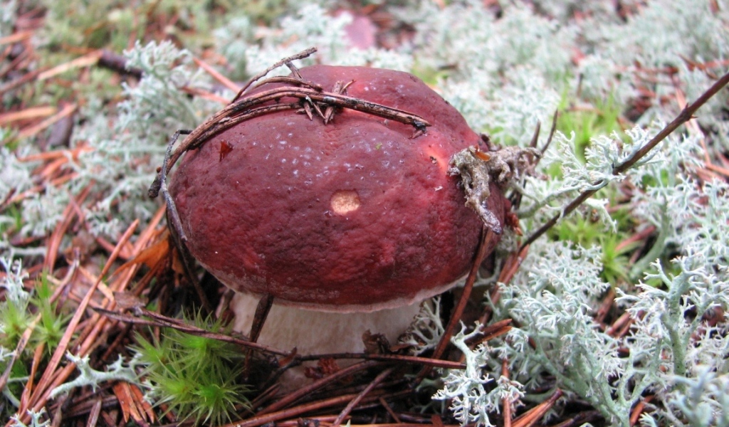 гриб Боровик