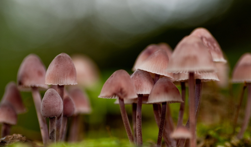 грибница Поганок