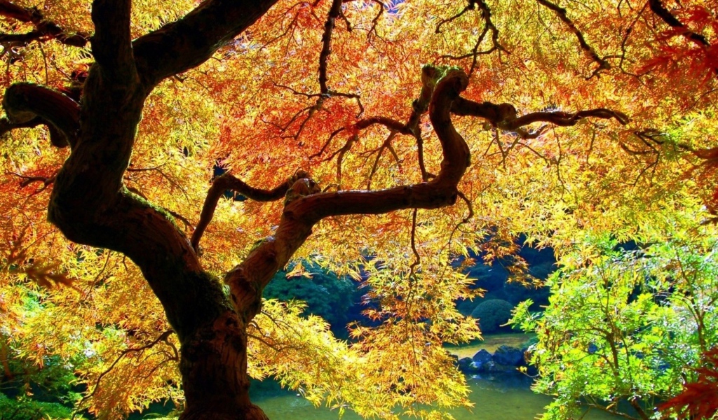 Осеннее дерево