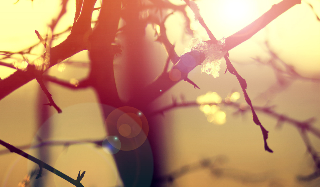 Ветки в бликах солнца